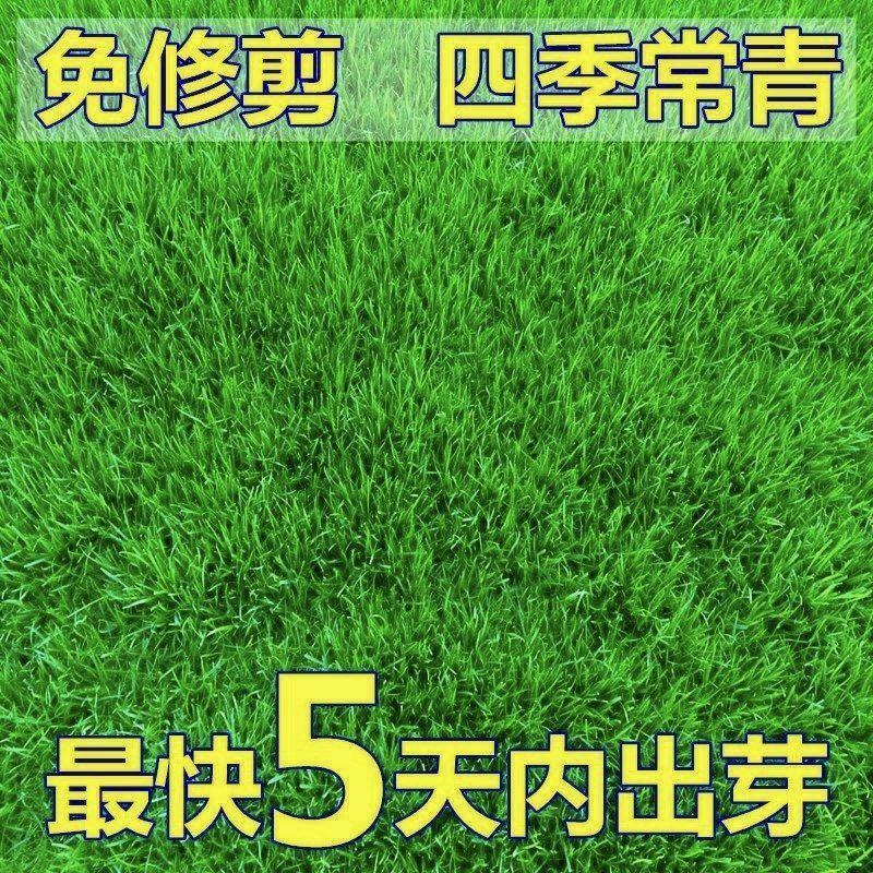 草坪草籽四季常青马尼拉护坡种子庭院绿化
