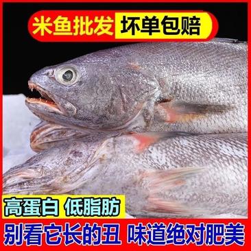 新鲜深海米鱼冷冻鳘鱼大鳘鱼冷冻鳘鱼海捕水产海鲜多省包邮