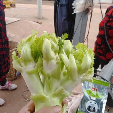 儿菜