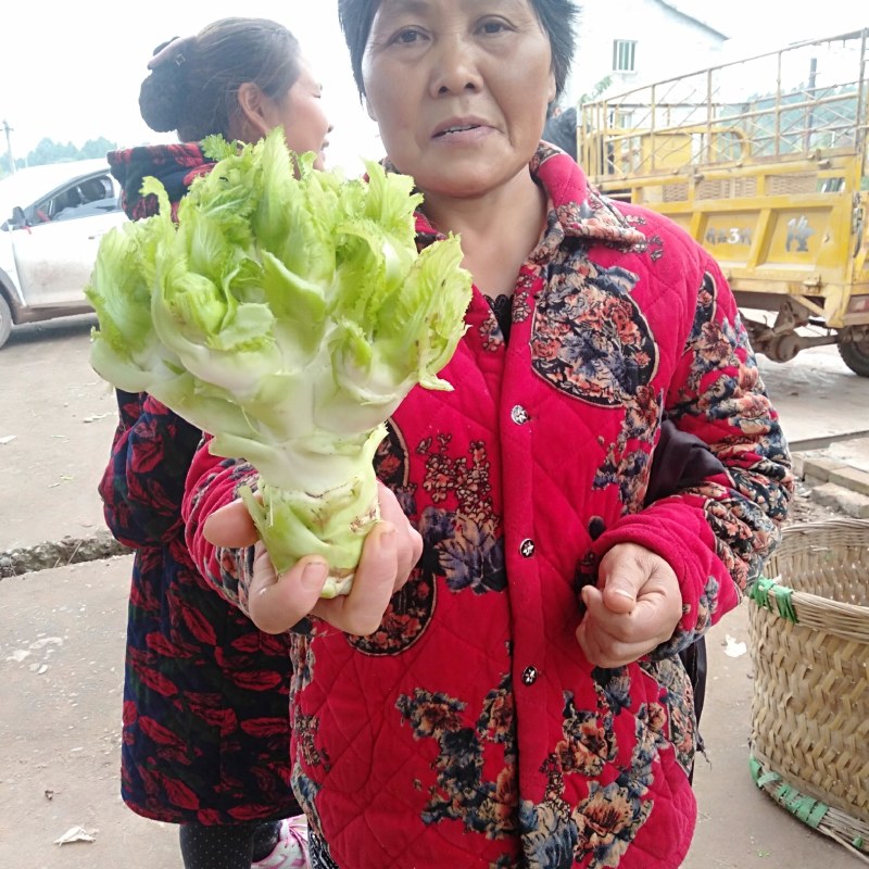 儿菜