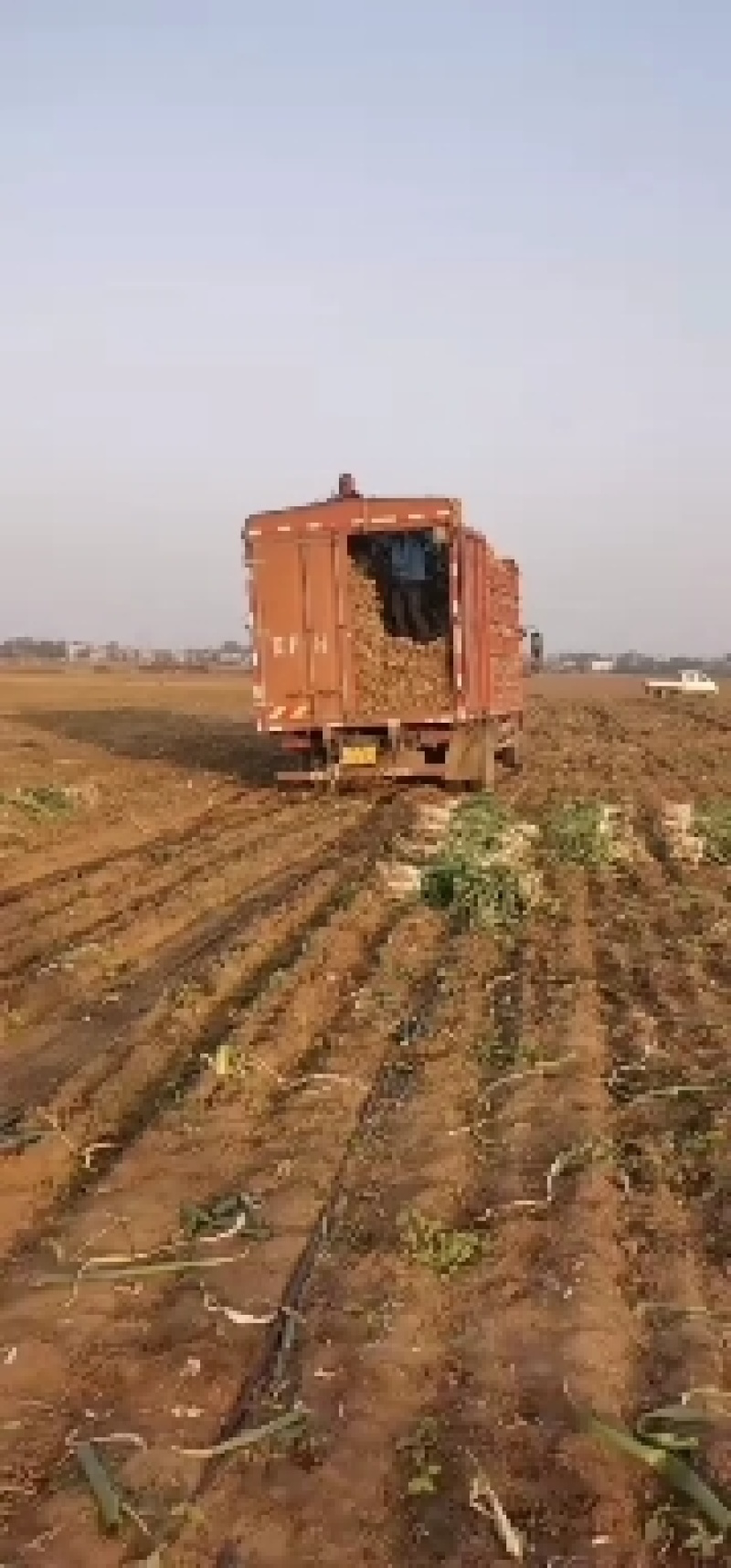 鸡腿大葱