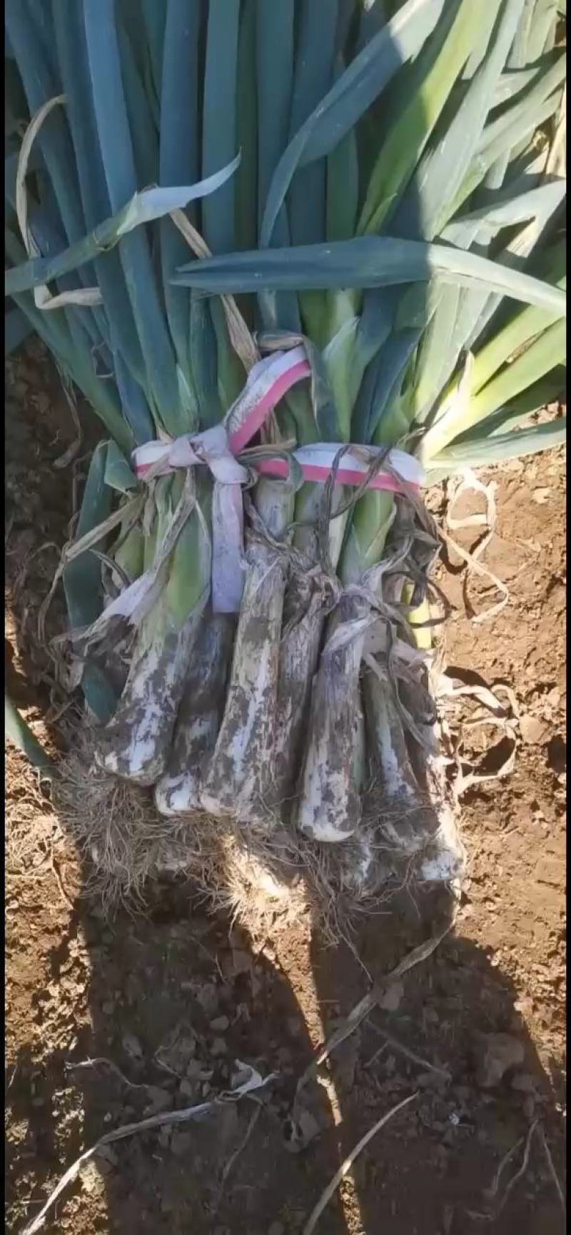 鸡腿大葱
