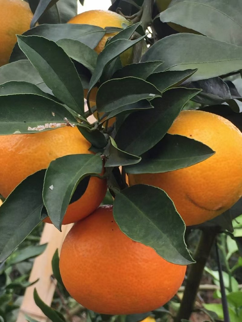 湖北橙子纽荷尔九月红长虹齐上市果园看货现采现发