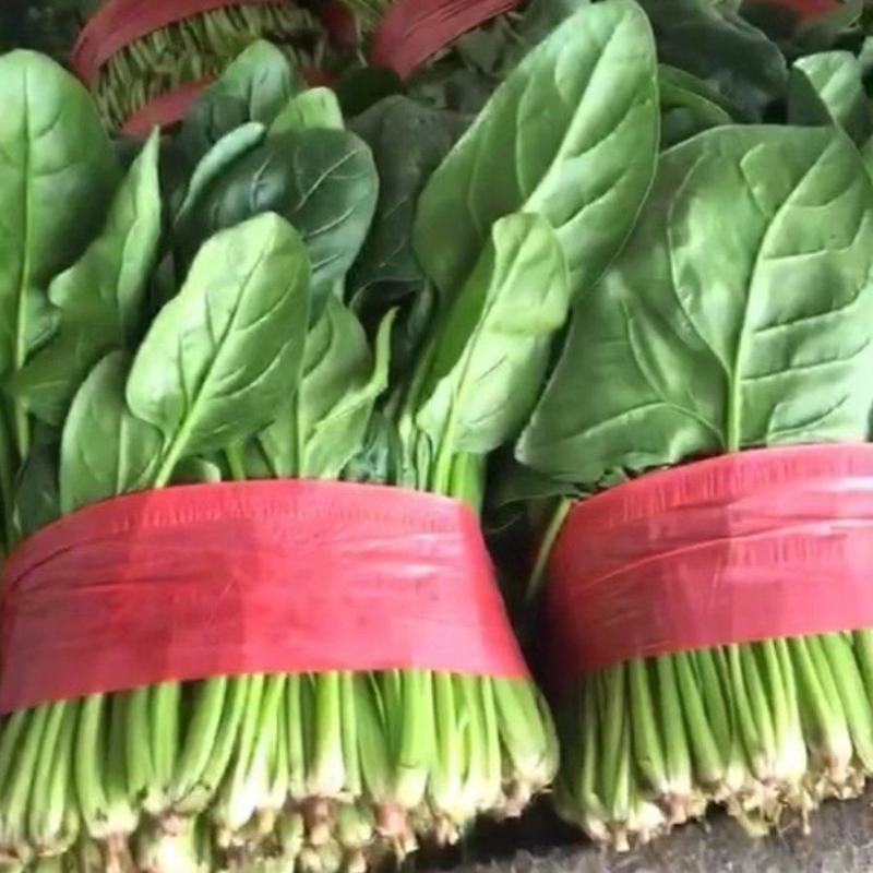 精品大叶菠菜
