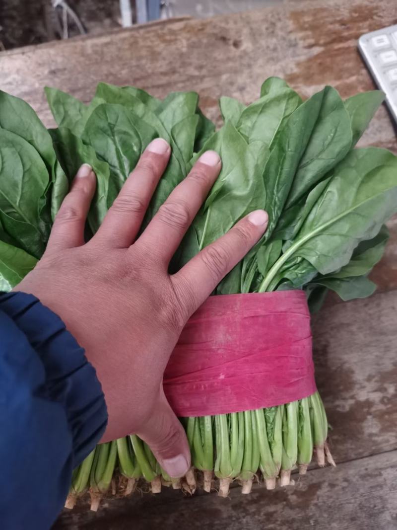 精品大叶菠菜