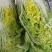 白菜陆续上市中，量大价优，欢迎新老客户光临！