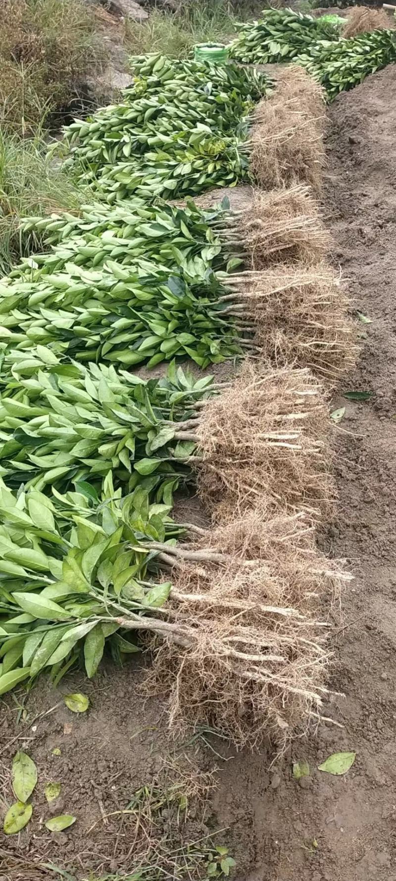 纽荷尔脐橙树苗，红肉血橙苗，7904普橙苗原产地直销包邮
