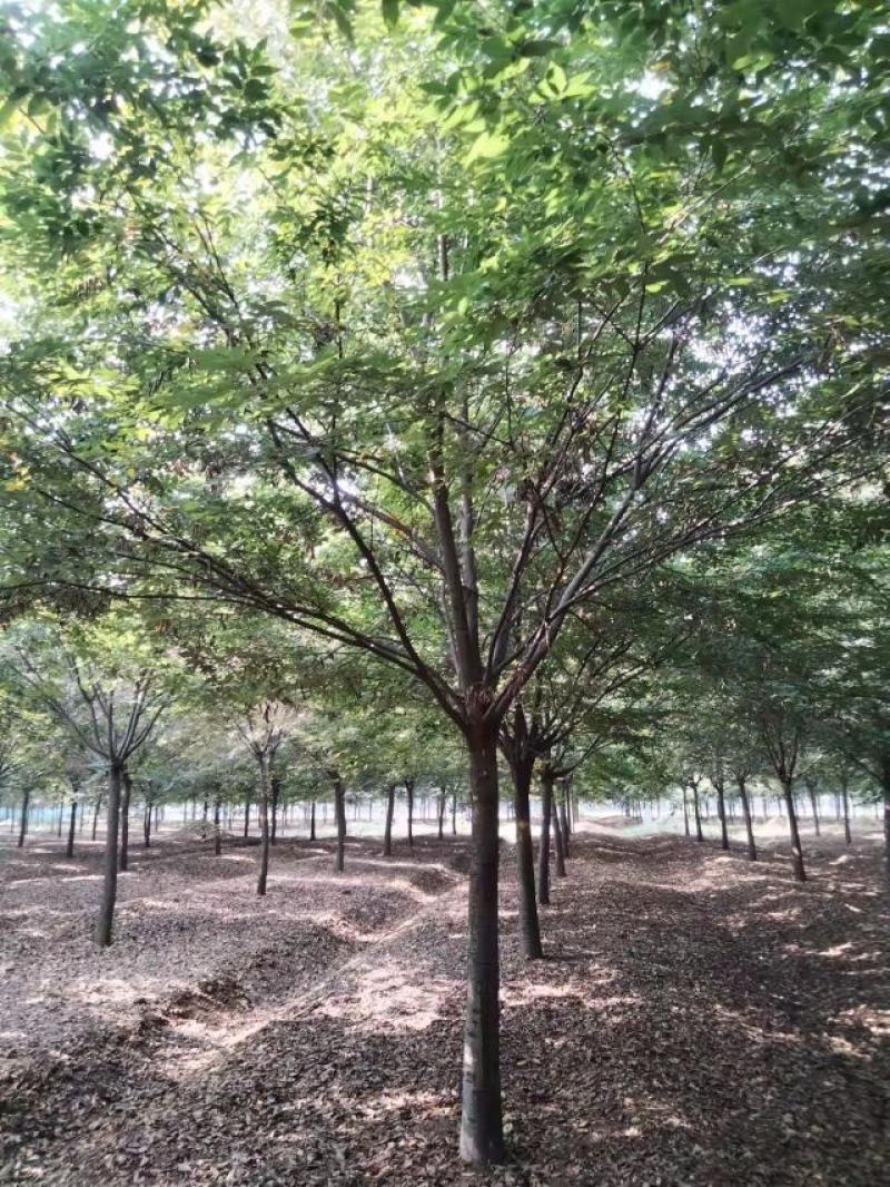 红榉榉树行道树彩叶树种光叶榉光光榆鸡油树