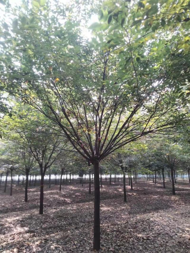 红榉榉树行道树彩叶树种光叶榉光光榆鸡油树