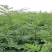 刺槐，刺槐小苗大量刺槐，0.8-1-2-3-4公分刺槐