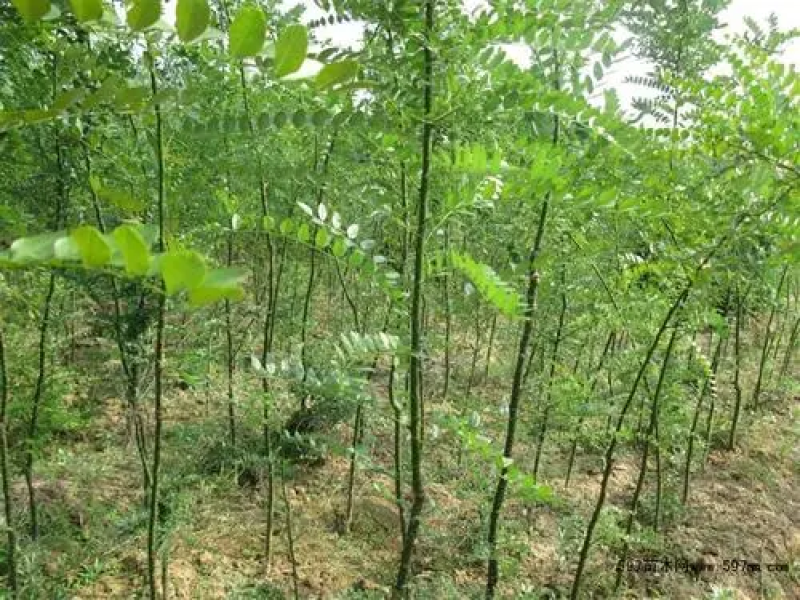刺槐，刺槐小苗大量刺槐，0.8-1-2-3-4公分刺槐