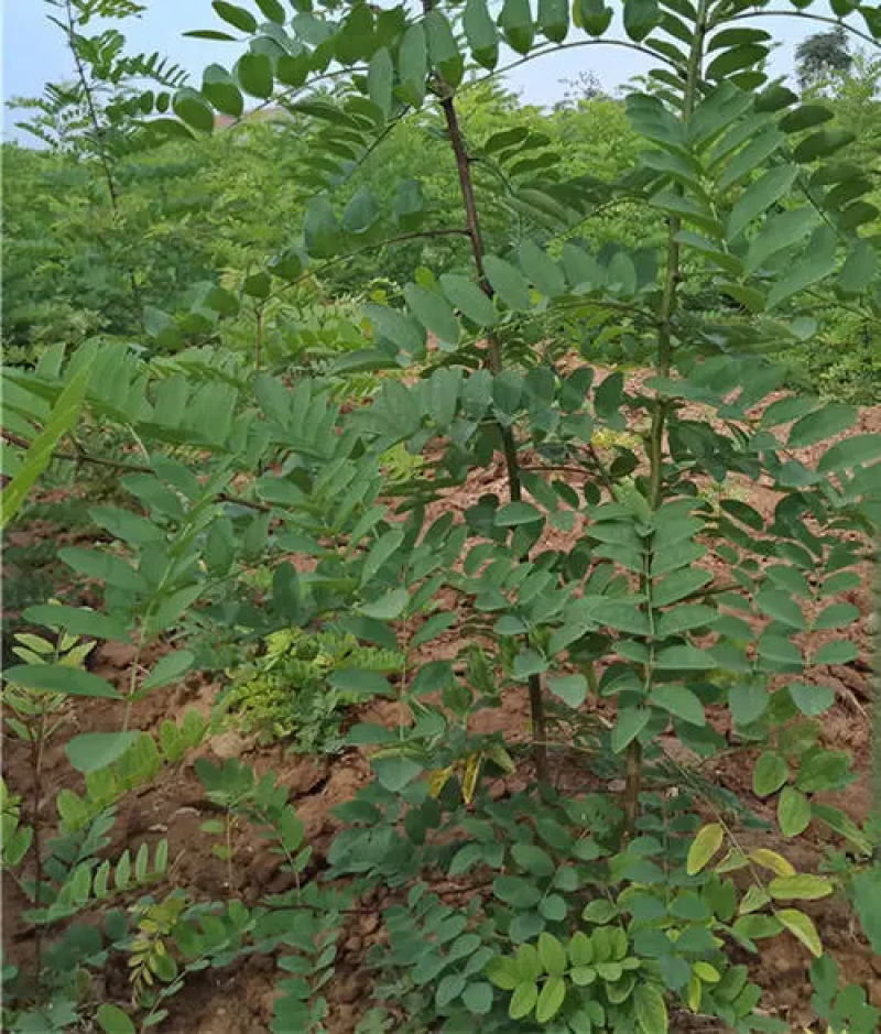 刺槐，刺槐小苗大量刺槐，0.8-1-2-3-4公分刺槐