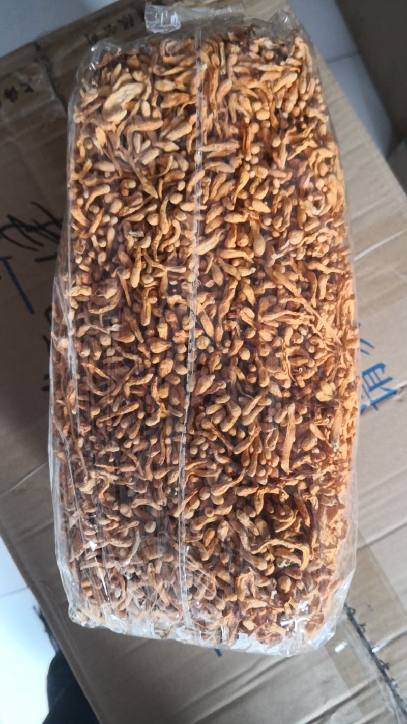 虫草花金虫草各种中药材批发不满意可退换换货