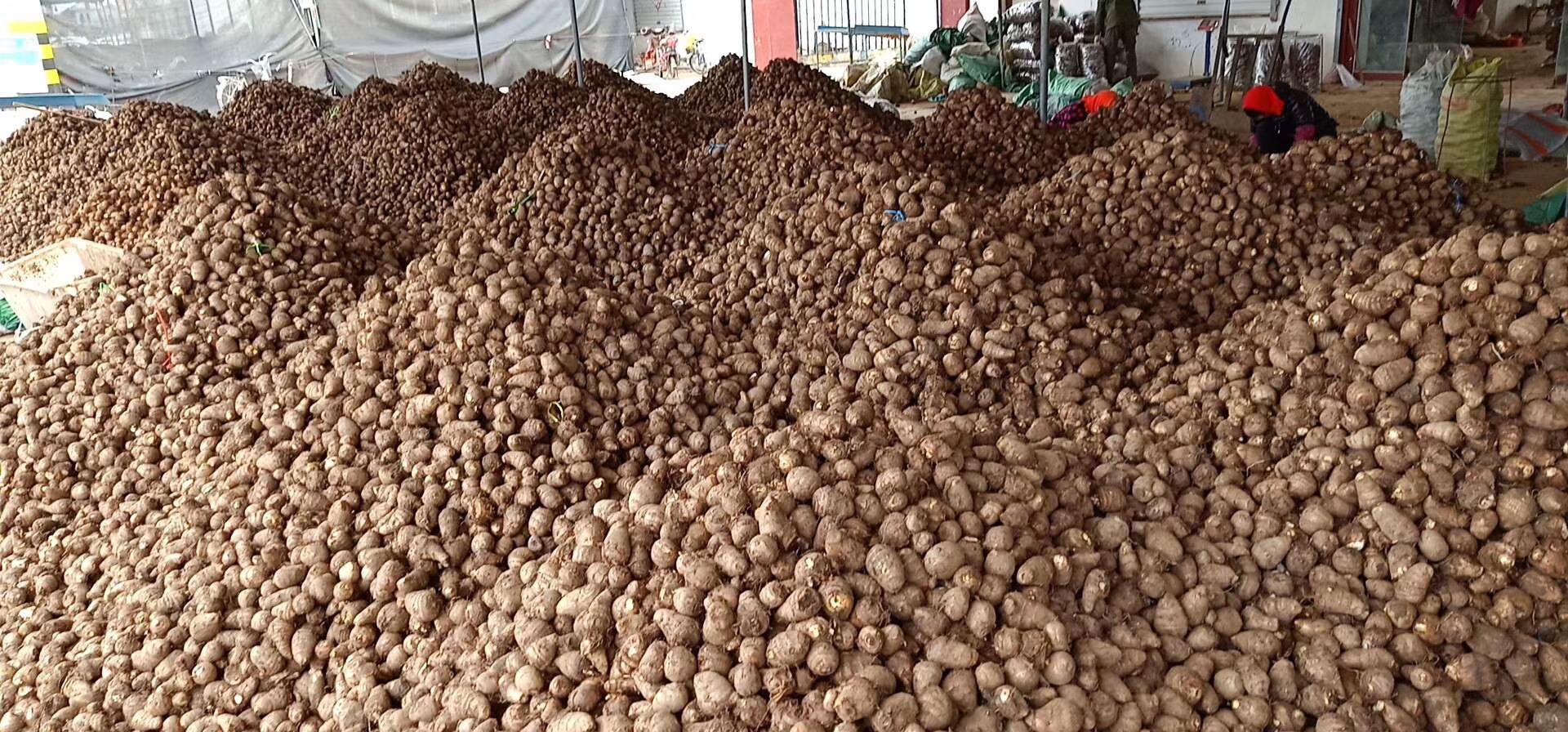 星露谷中毛芋头在秋季农场的种植布局图