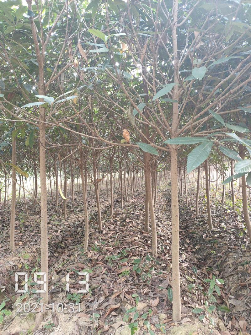 2-10公分的枇杷树大量供应，杆直支持线上保障交易