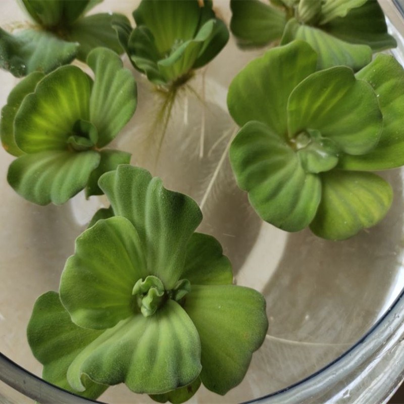 水芙蓉水葫芦浮萍水草水生花卉植物养龟养鱼养虾水浮莲鱼缸造