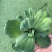水芙蓉水葫芦浮萍水草水生花卉植物养龟养鱼养虾水浮莲鱼缸造