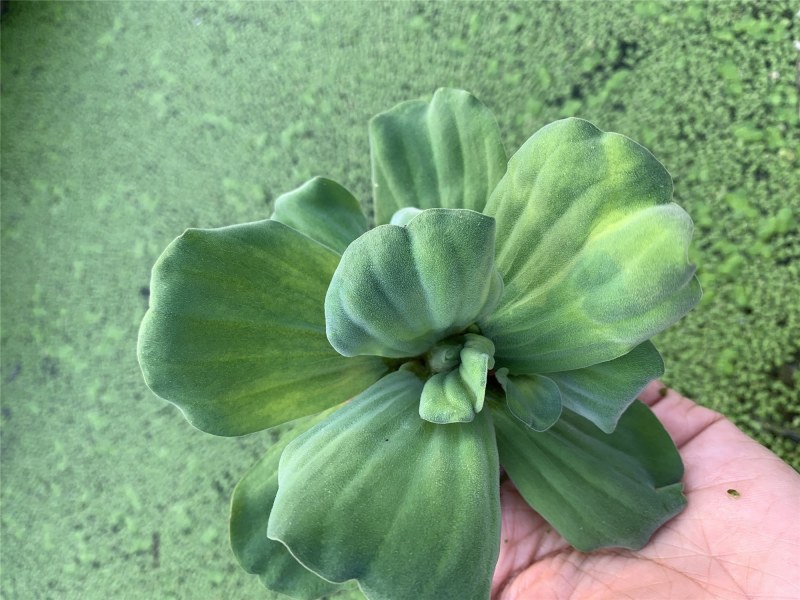 水芙蓉水葫芦浮萍水草水生花卉植物养龟养鱼养虾水浮莲鱼缸造
