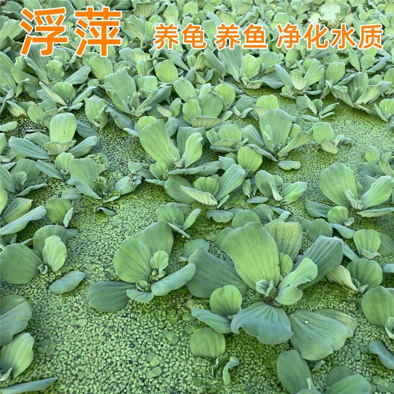 水芙蓉水葫芦浮萍水草水生花卉植物养龟养鱼养虾水浮莲鱼缸造