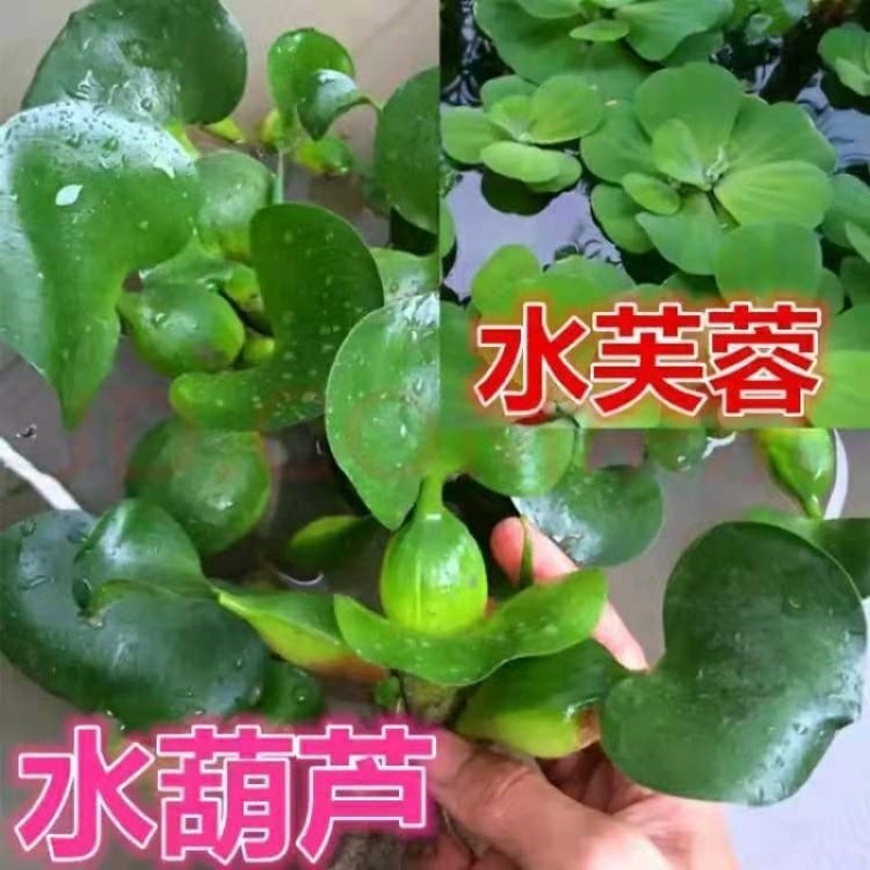 水芙蓉水葫芦浮萍水草水生花卉植物养龟养鱼养虾水浮莲鱼缸造