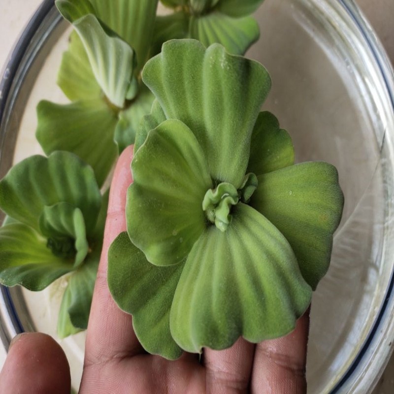 水芙蓉水葫芦浮萍水草水生花卉植物养龟养鱼养虾水浮莲鱼缸造