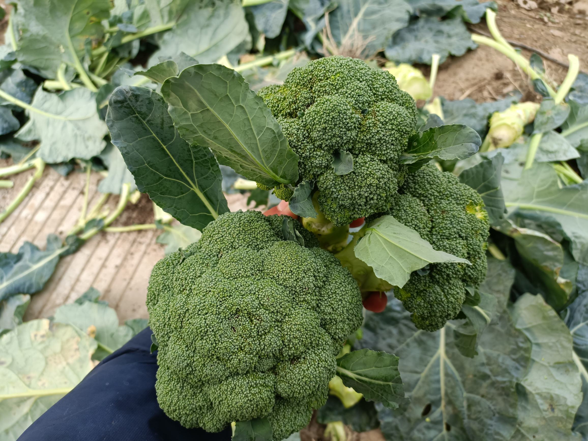 新鲜西兰花特写图