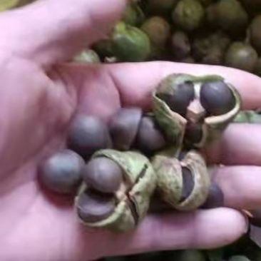 茶叶籽