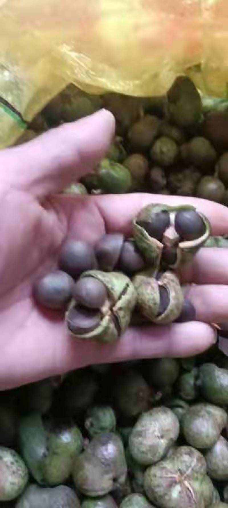 茶叶籽