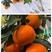 富顺万亩爱媛38果冻橙大量上市年产500万斤以上