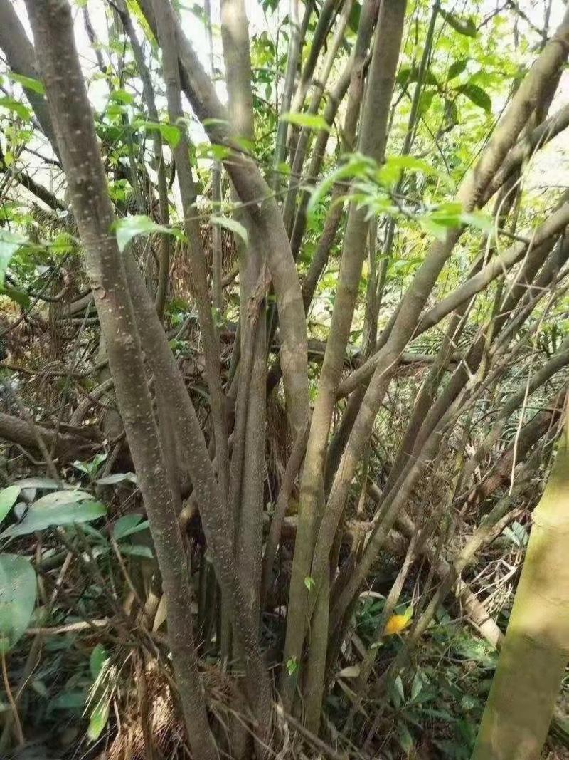 广西钦州灵山县直供岗梅种苗杯苗品种齐全大量地苗现货可咨询