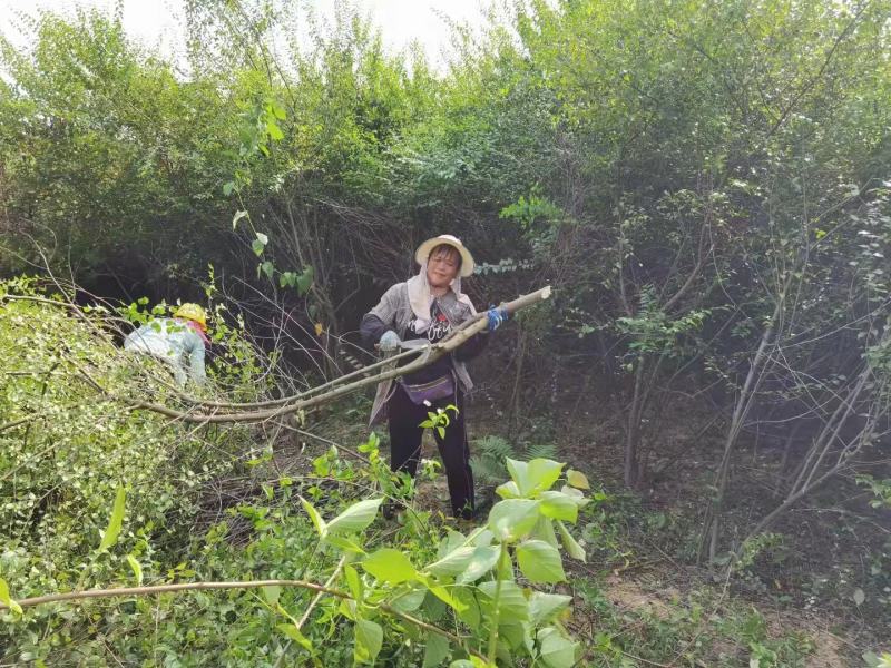 岗梅苗杯苗广西钦州灵山县自家基地岗梅种苗大量地苗有货
