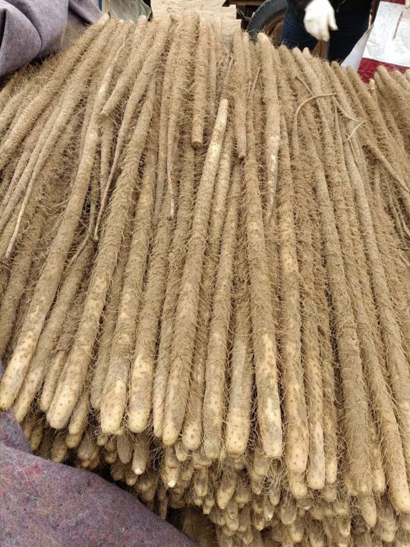 铁棍山药