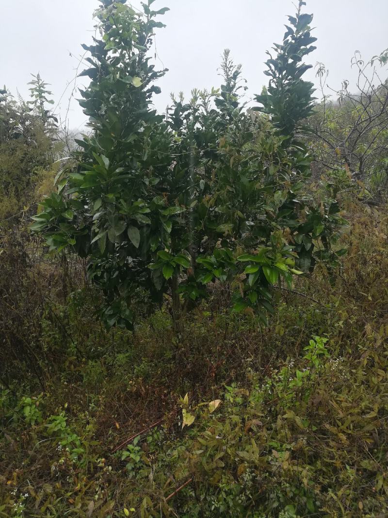 柚子树