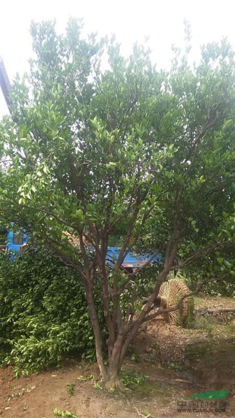 大规格柚子树