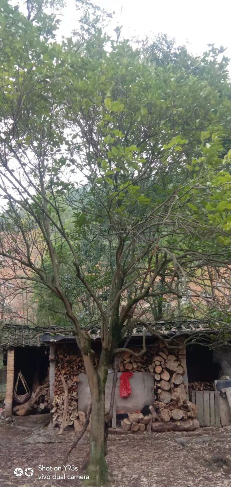 大规格柚子树