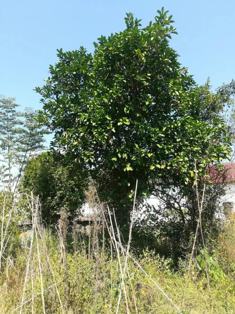 大规格柚子树