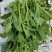 非洲冰草，日本冰草，接常年稳定客户基地直供，新鲜保证