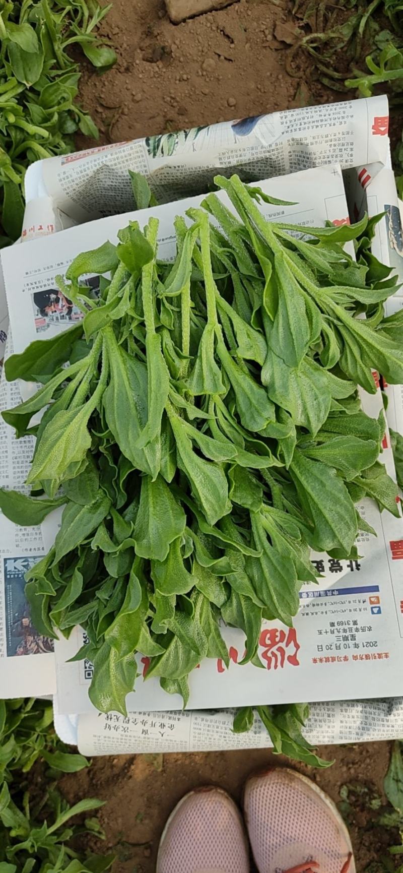 非洲冰草，日本冰草，接常年稳定客户基地直供，新鲜保证