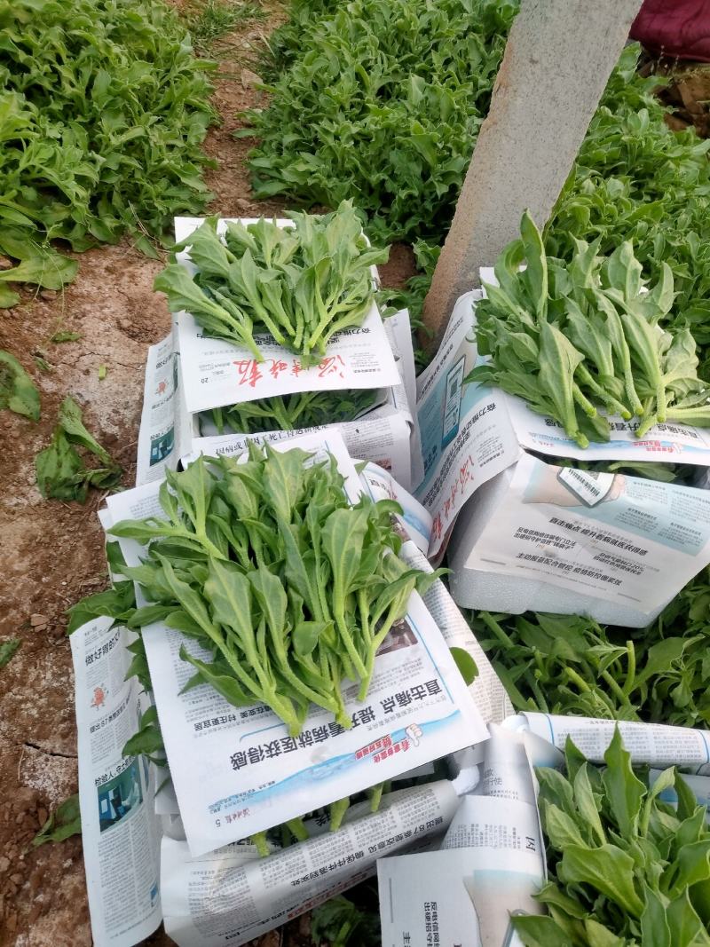 非洲冰草，日本冰草，接常年稳定客户基地直供，新鲜保证