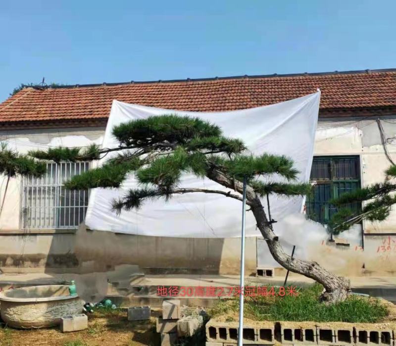 造型松