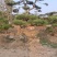 造型松
