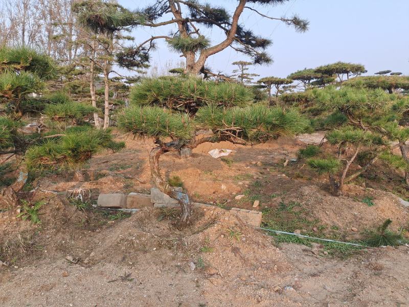 造型松