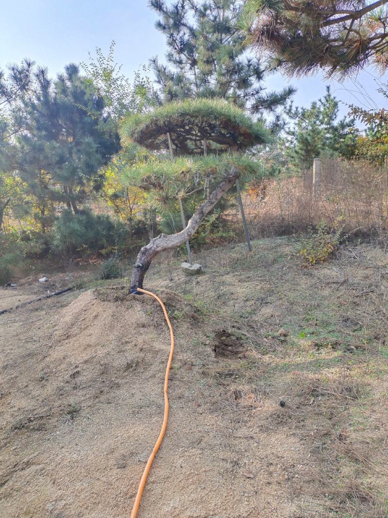 造型松