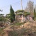 造型松