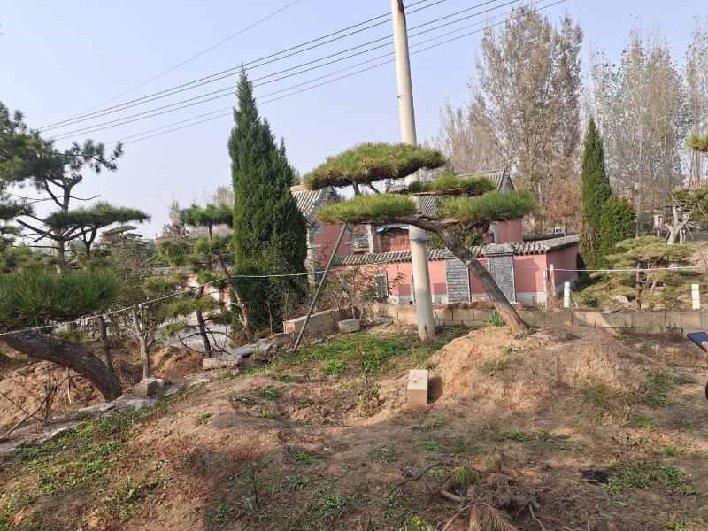 造型松