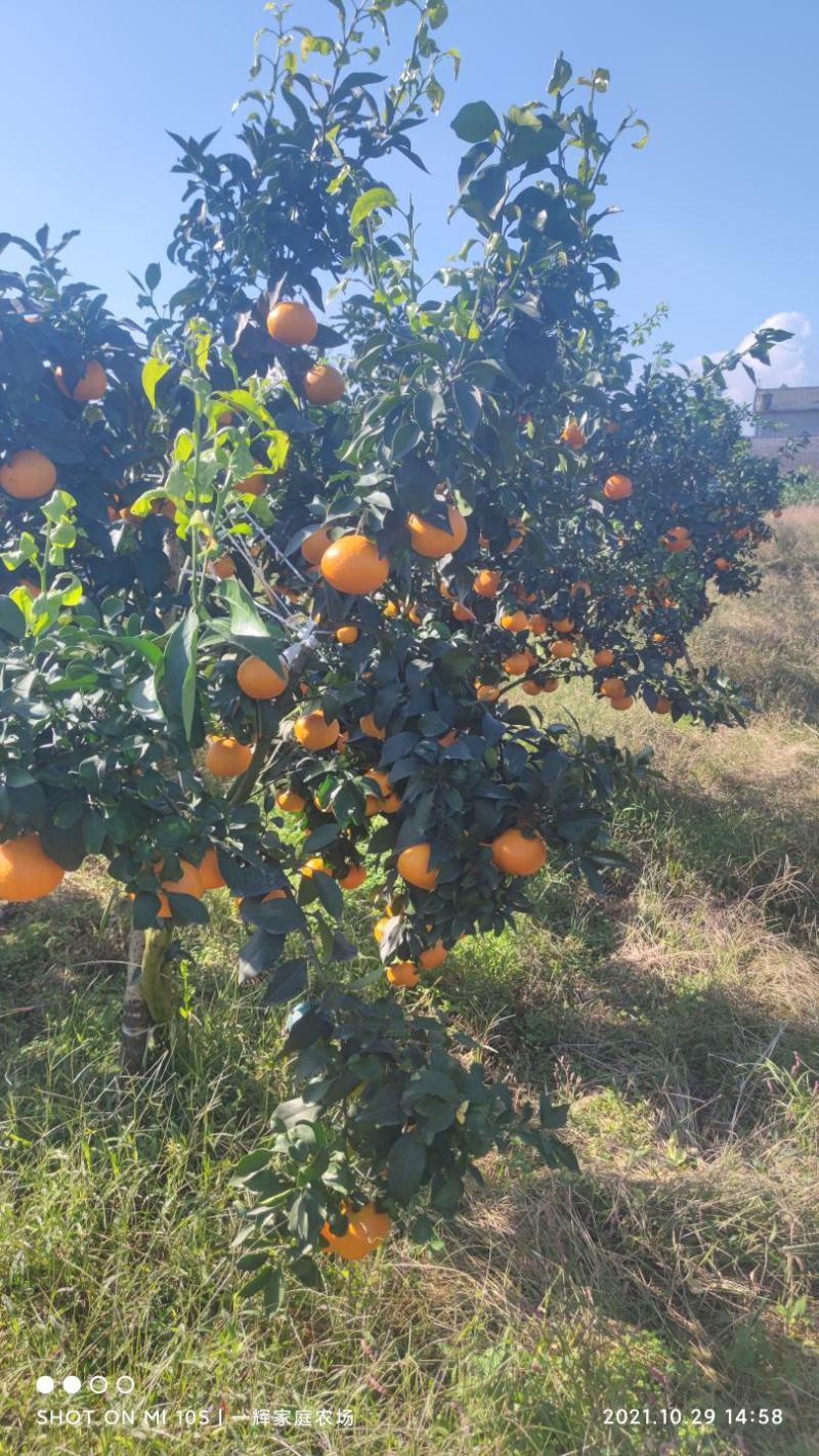 爱媛果冻橙