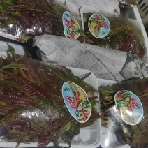 精品红油香椿每天可供货？