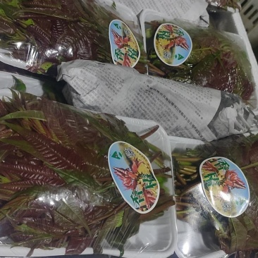 精品红油香椿每天可供货？