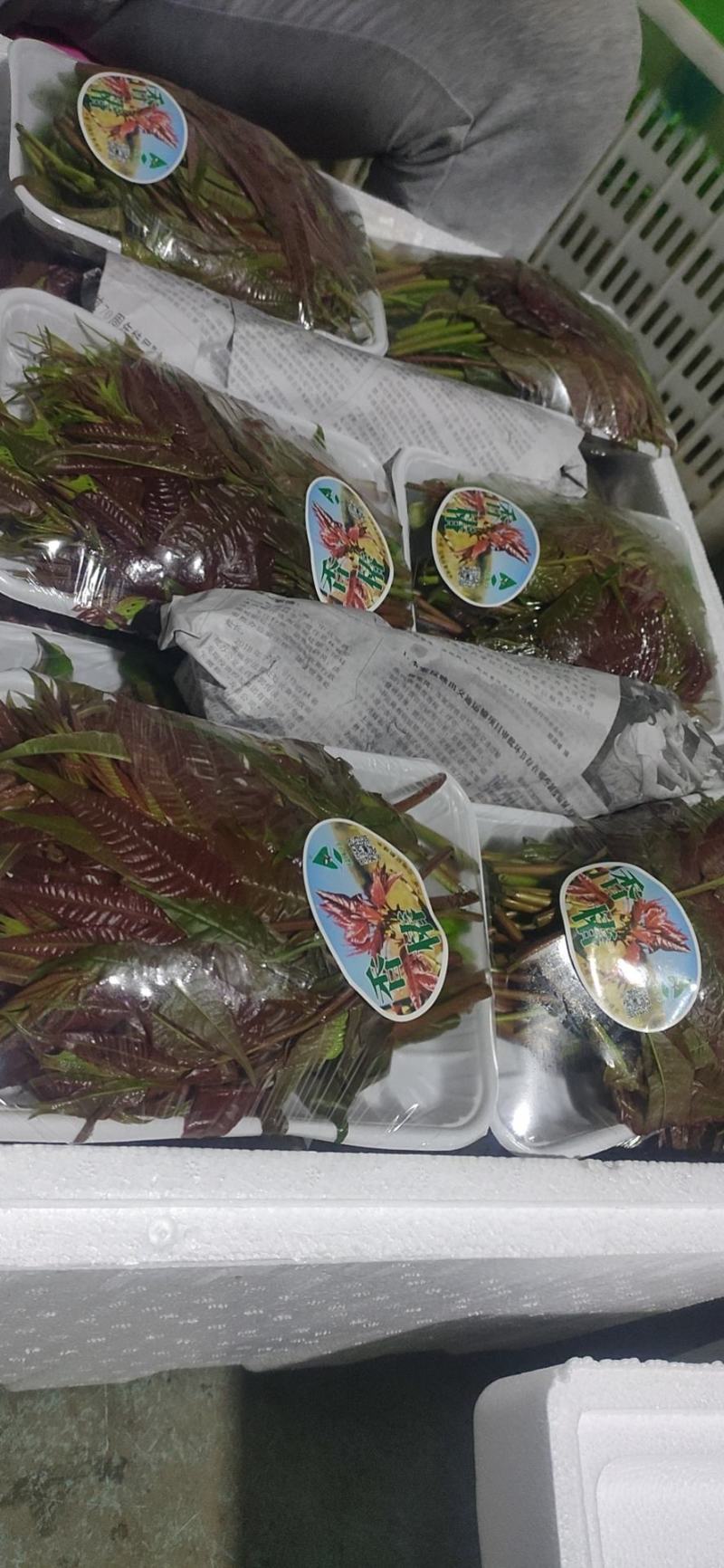 精品红油香椿每天可供货？