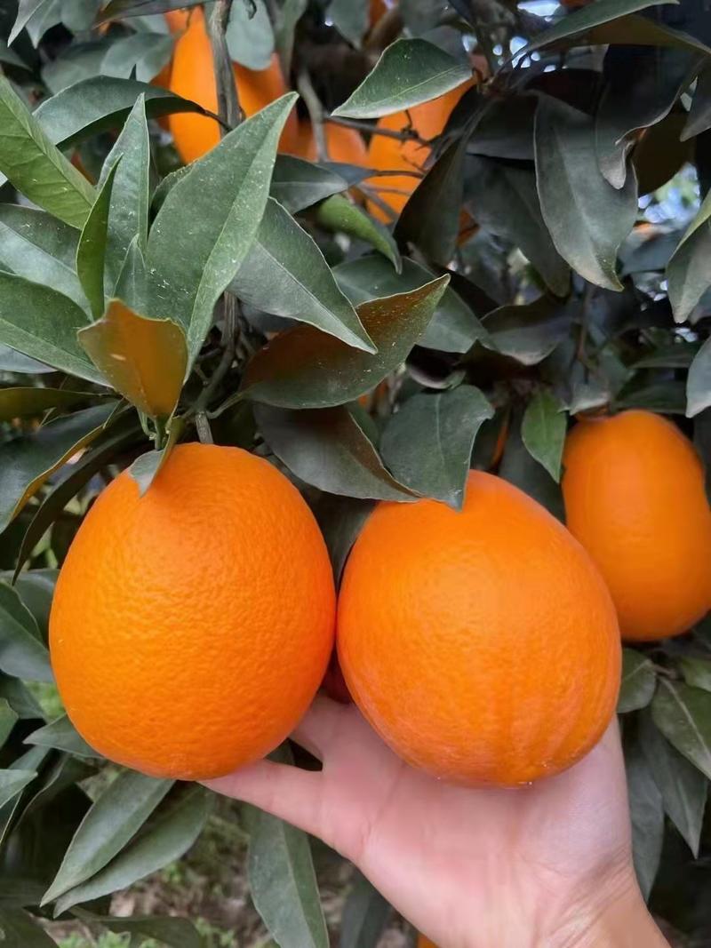宜昌优质果地精品长虹脐橙现已大量上市口感纯甜地头直採！